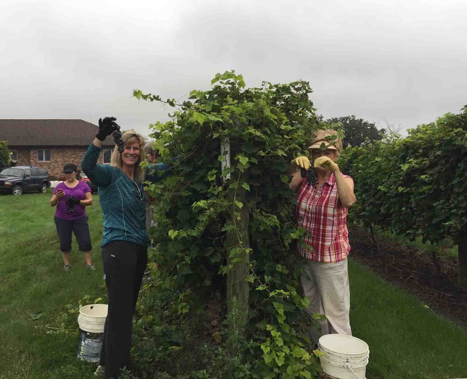 Grape stomp 3